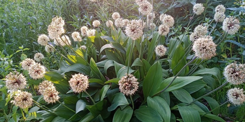 Allium ochotense Ohotanlaukka